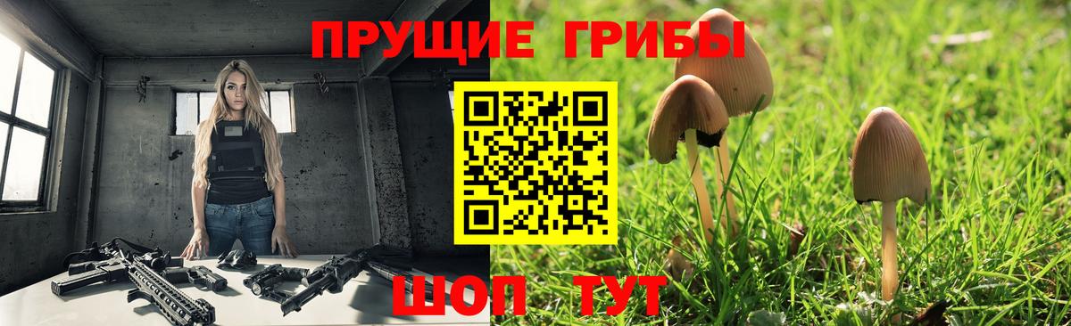 Галлюциногенные грибы Psilocybe Десногорск